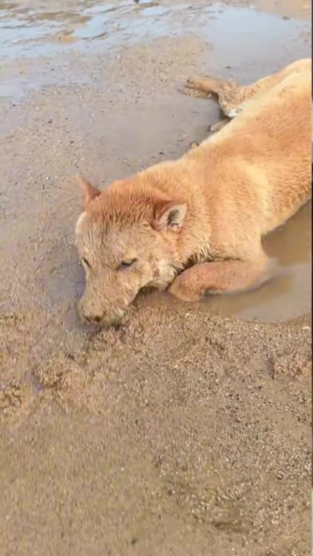 T0202001,Seconds under the water nearly ended everything until help arrived 💔 #dogrescue #animalhero
