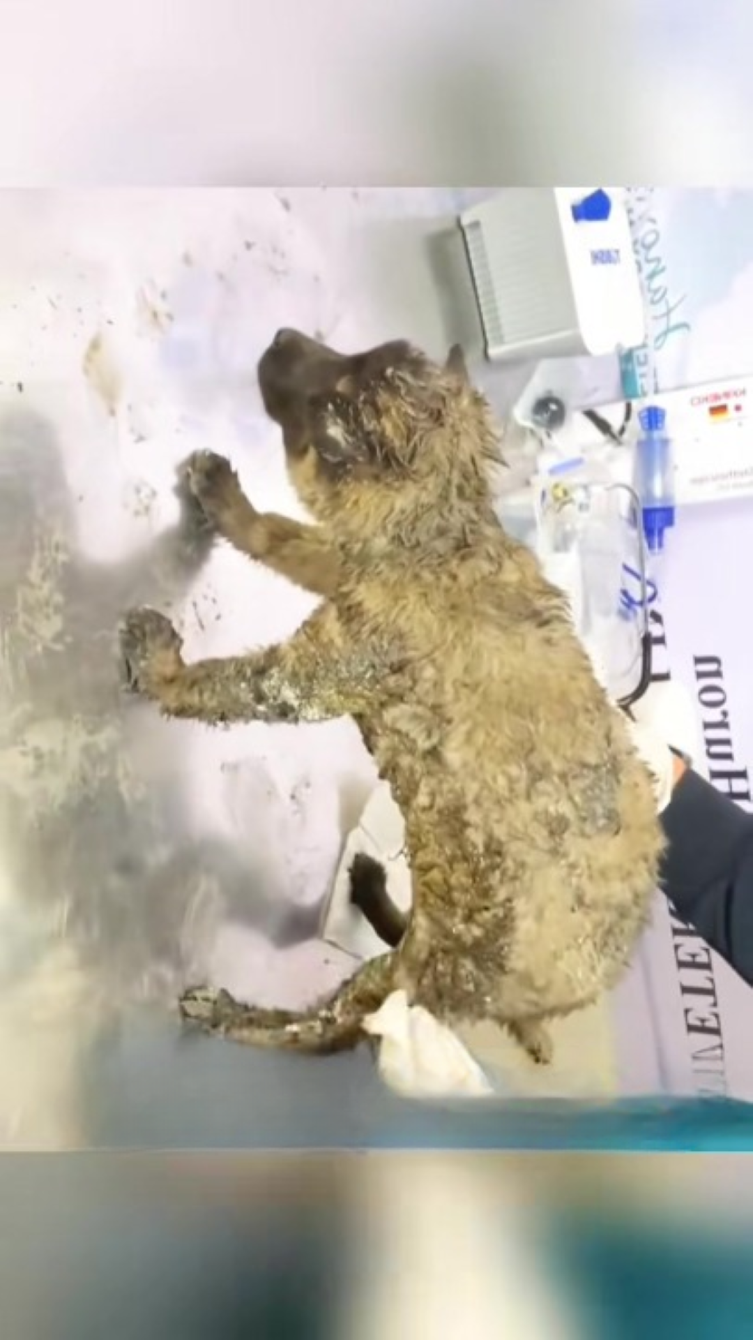 T0202002,Rescued from certain death this tiny puppy found a reason to live 💔 #puppyrescue #adoptdontshop
