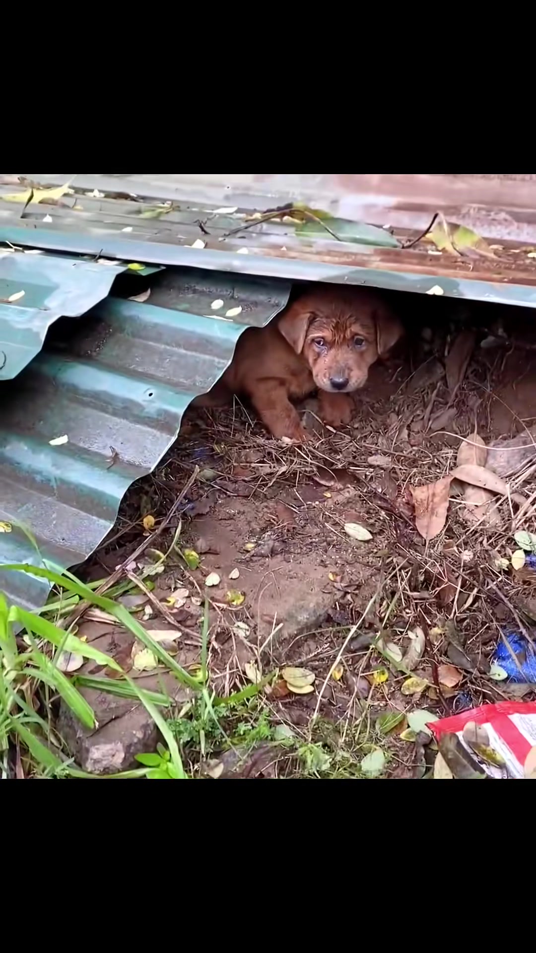 T0202003,A baby dog rescued before fear became forever 💔 #rescuedog #animalhope
