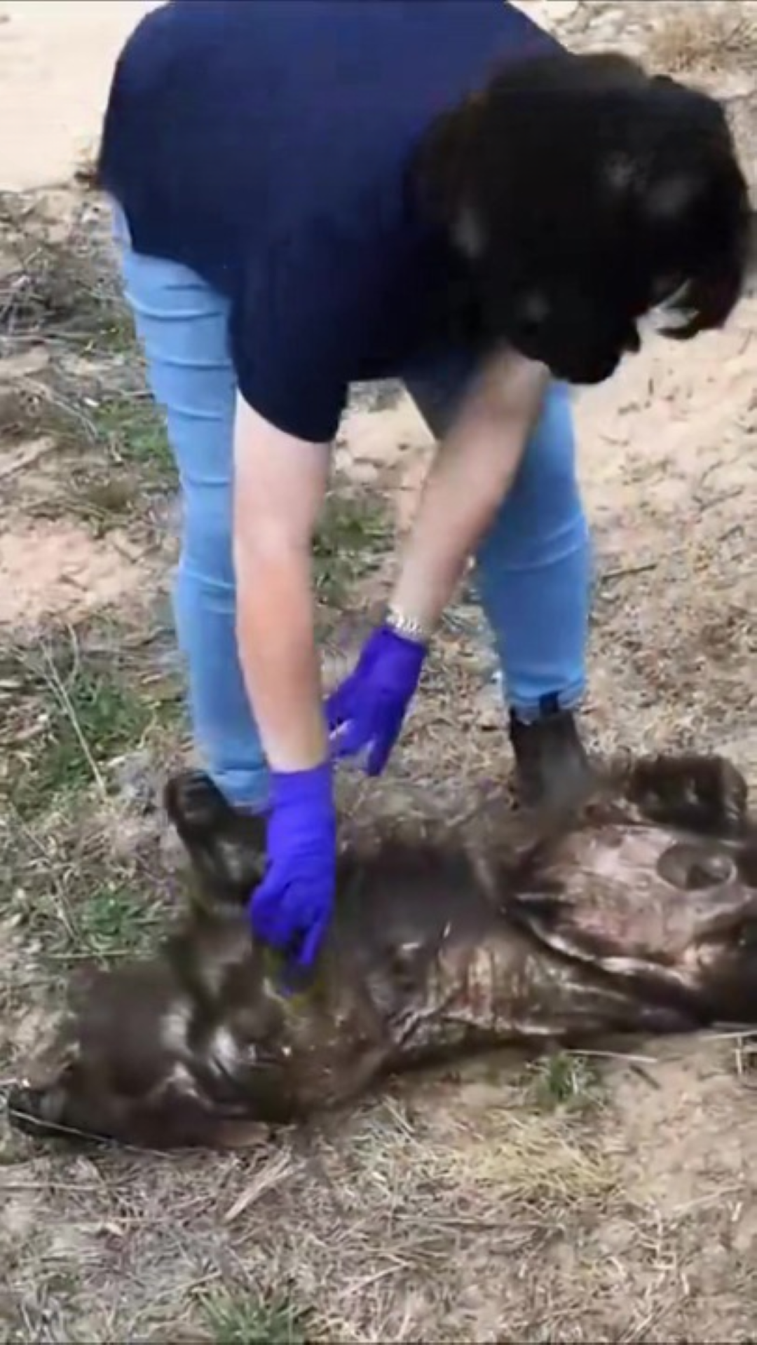 T0202004,This baby wombat wandered into danger and waited for a miracle 💔 #wildliferescue #animalcare
