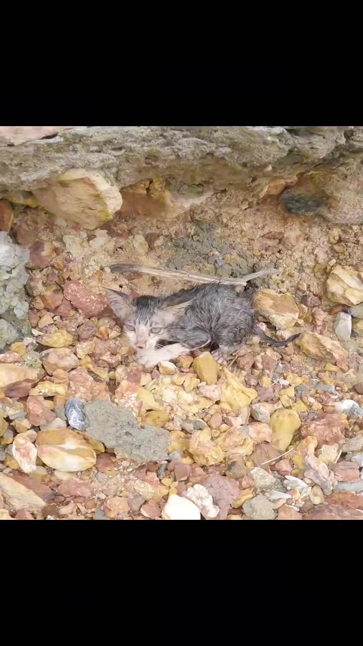 T0202005,This cat rescue began where hope was almost gone 💔 #catrescue #animalstory
