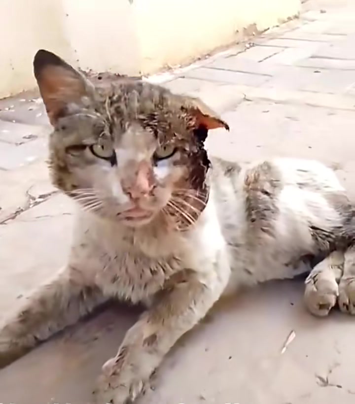 T0202006,Another fragile cat rescued from a cruel moment 💔 #catrescue #animalhope
