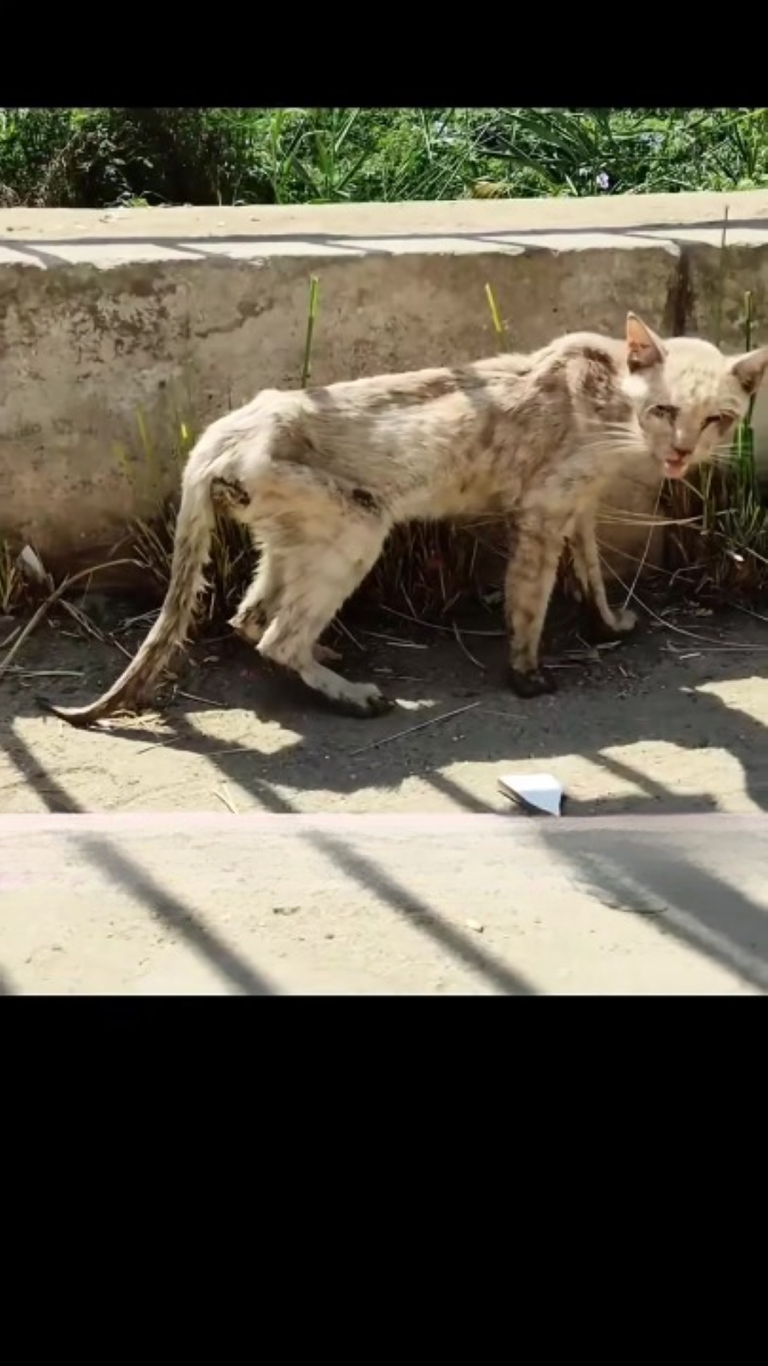 T0202007,Rescue came just in time for this helpless cat 💔 #catrescue #animalrescue
