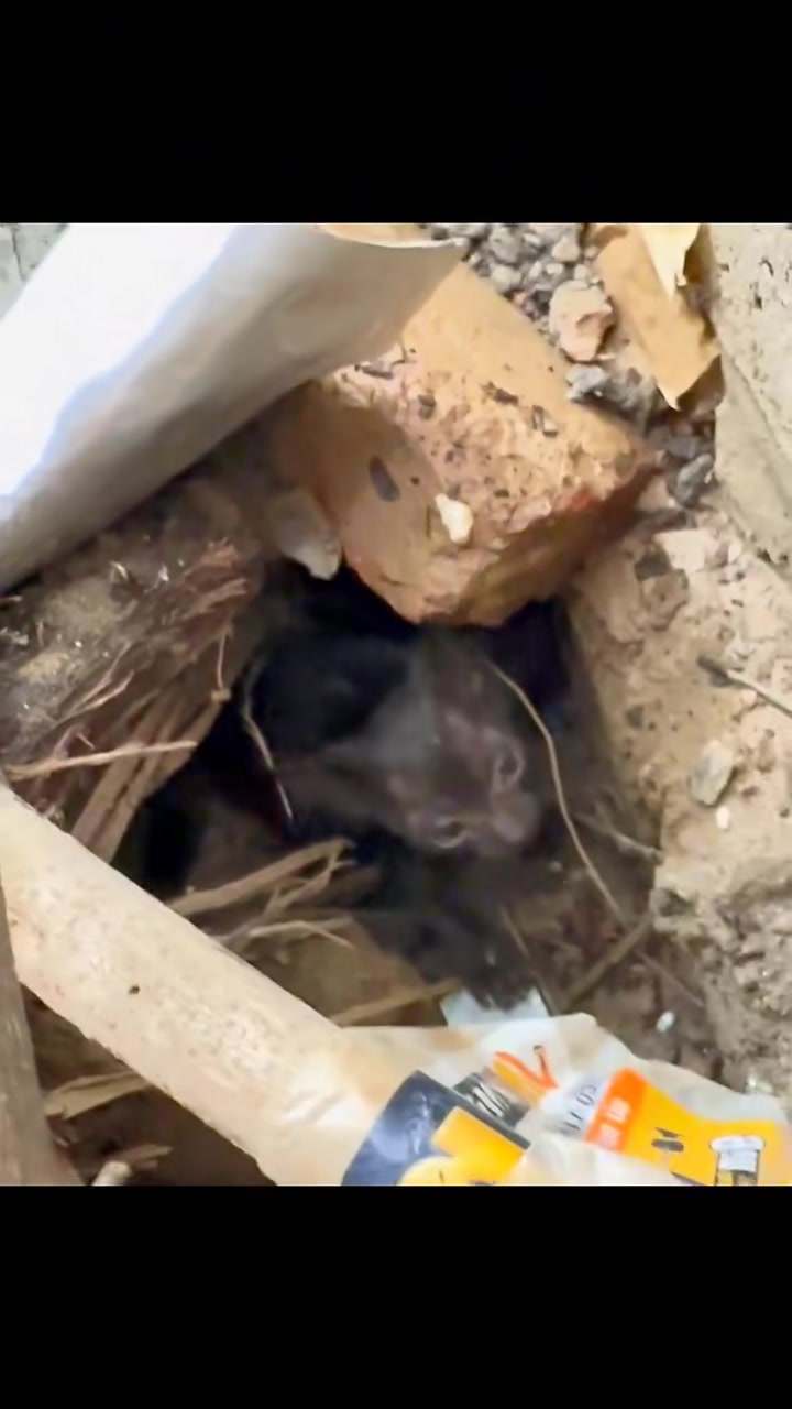 T0202008,This cat life changed the moment someone stopped 💔 #catrescue #secondchance
