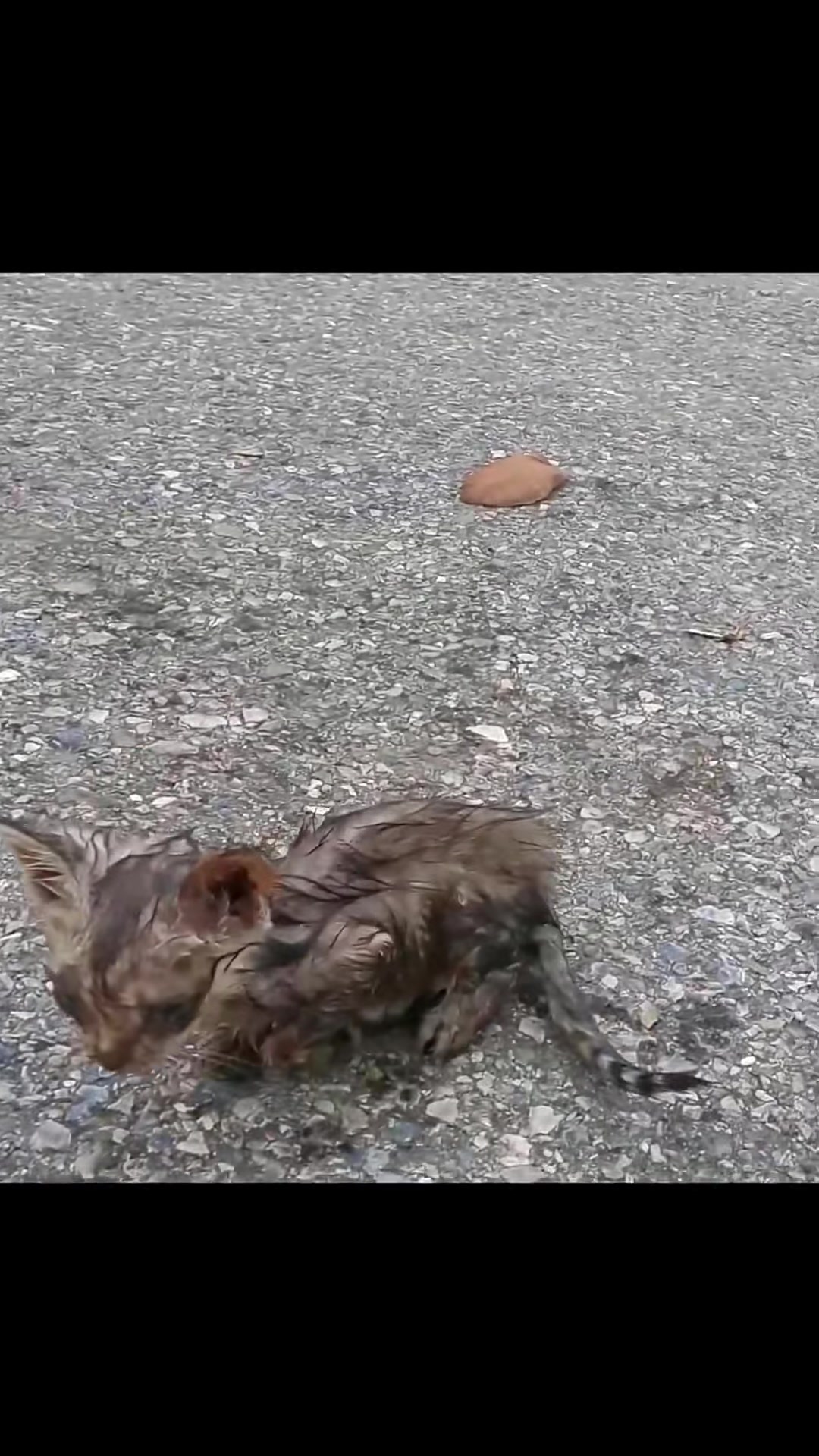 T0202009,Behind this rescue was a silent fight to survive 💔 #catrescue #animalstory
