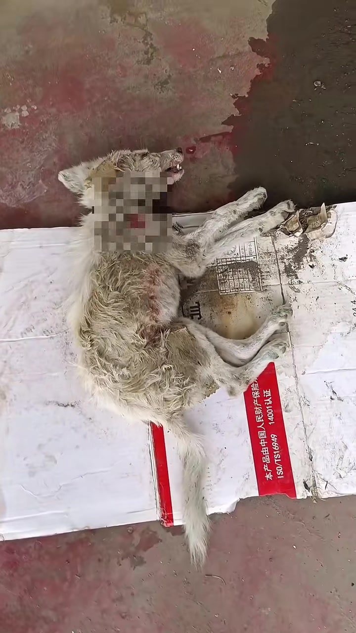 T0202010,A scared dog watched every move unsure if kindness was real 💔 #rescuedog #animalstory
