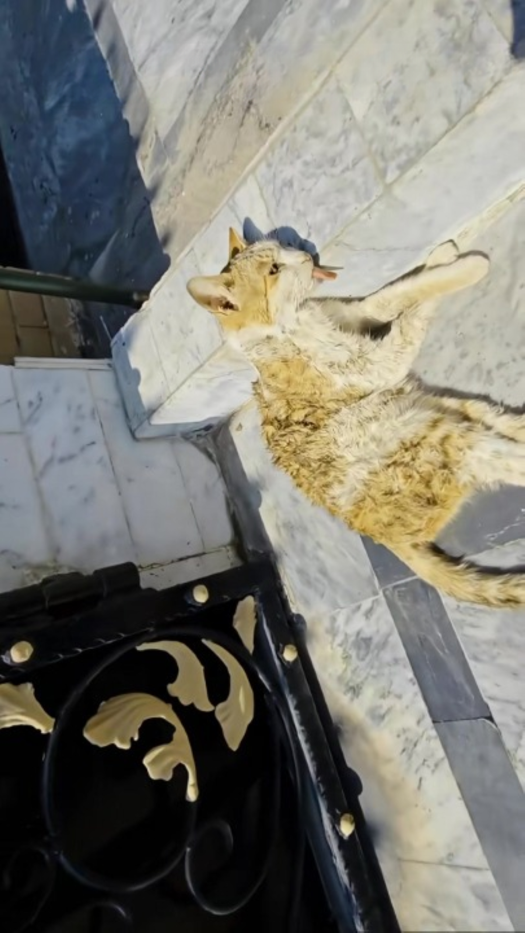 T0202011,A family cat lay on the road waiting for help 💔 #catrescue #animalhope