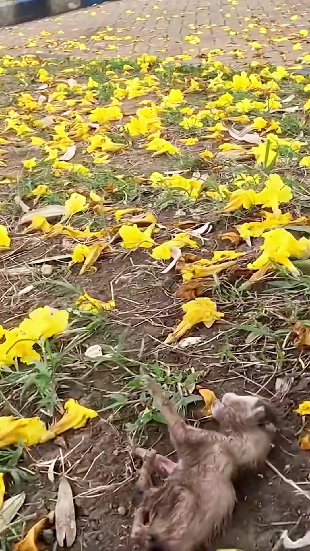 T0202012,This kitten was saved before the cold could take her 💔 #kittenrescue #animalcare
