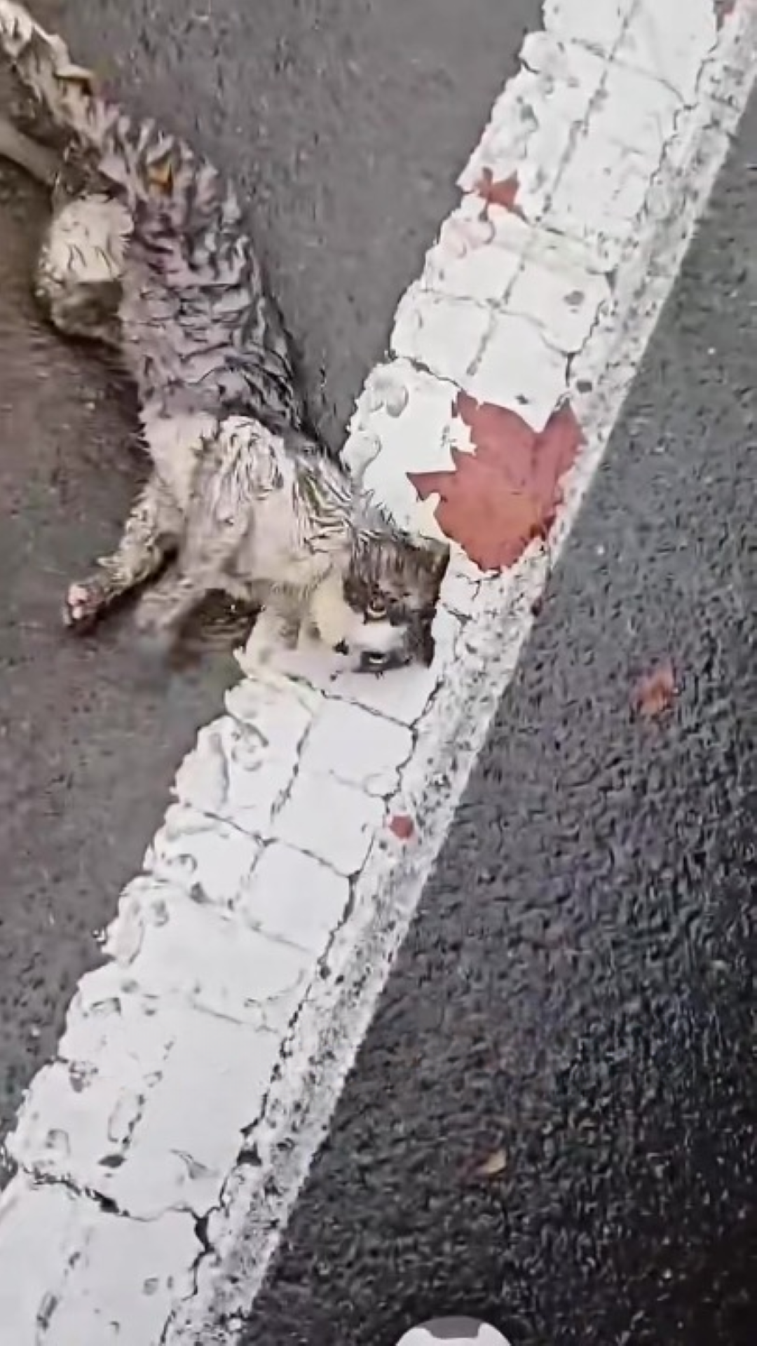 T0202013,A poor cat endured more than anyone saw 💔 #catrescue #animalcompassion
