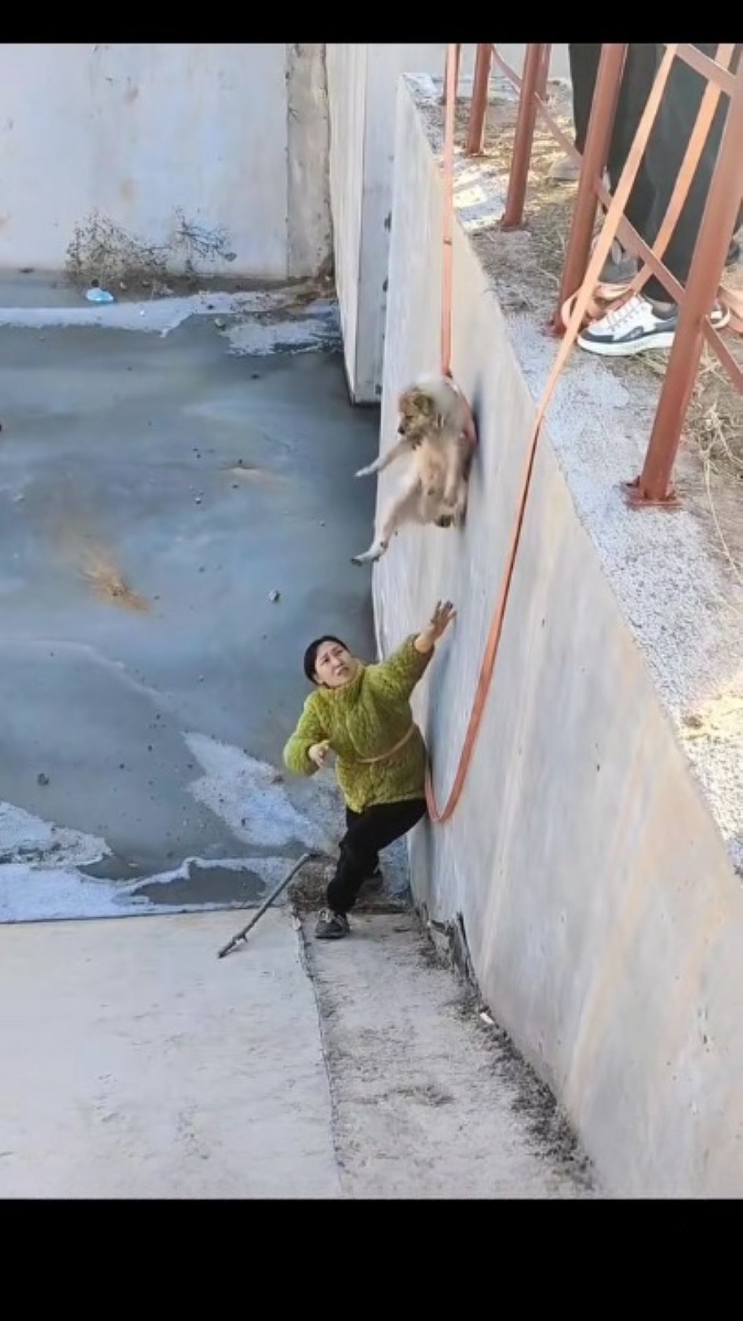 T0202014,This dog kept walking despite pain hoping someone would care 💔 #dogrescue #animalstory
