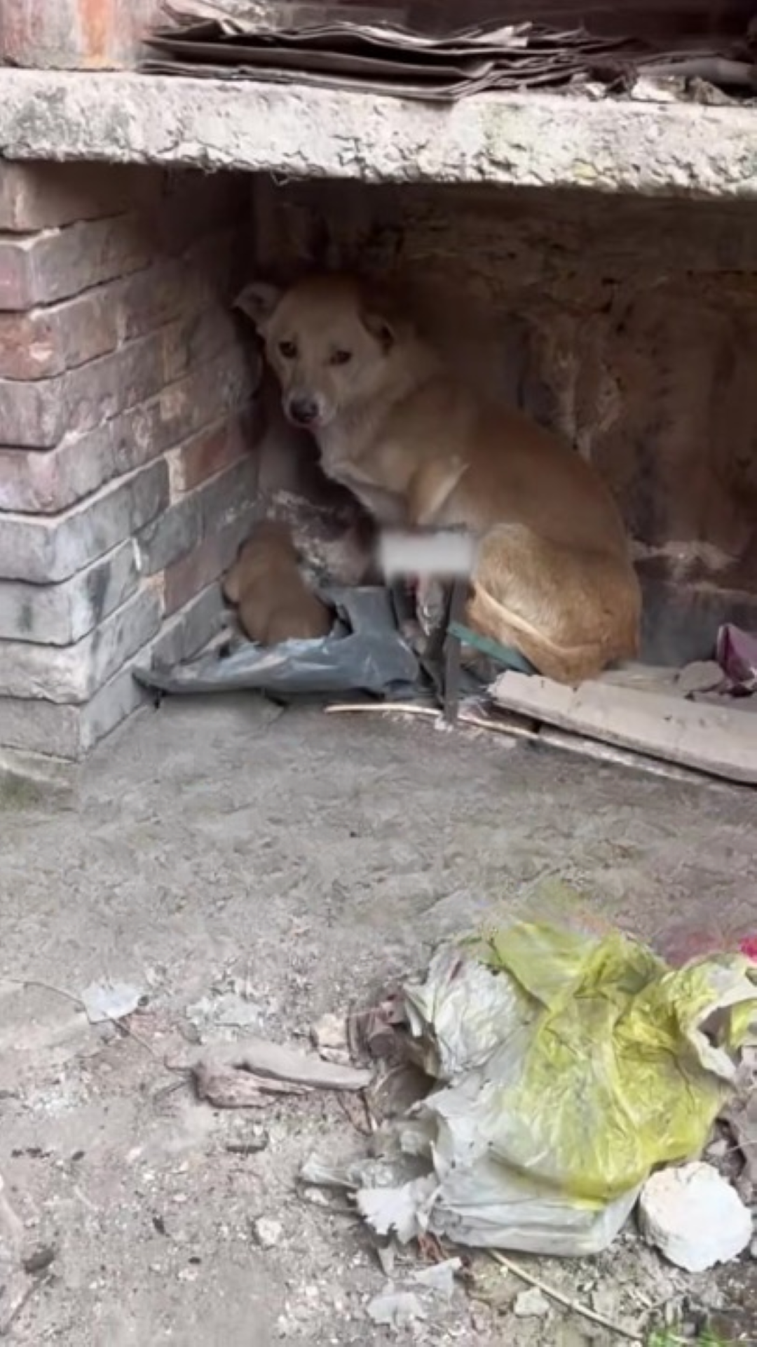 T0202015,Another poor dog rescued before exhaustion won 💔 #rescuedog #animalhope
