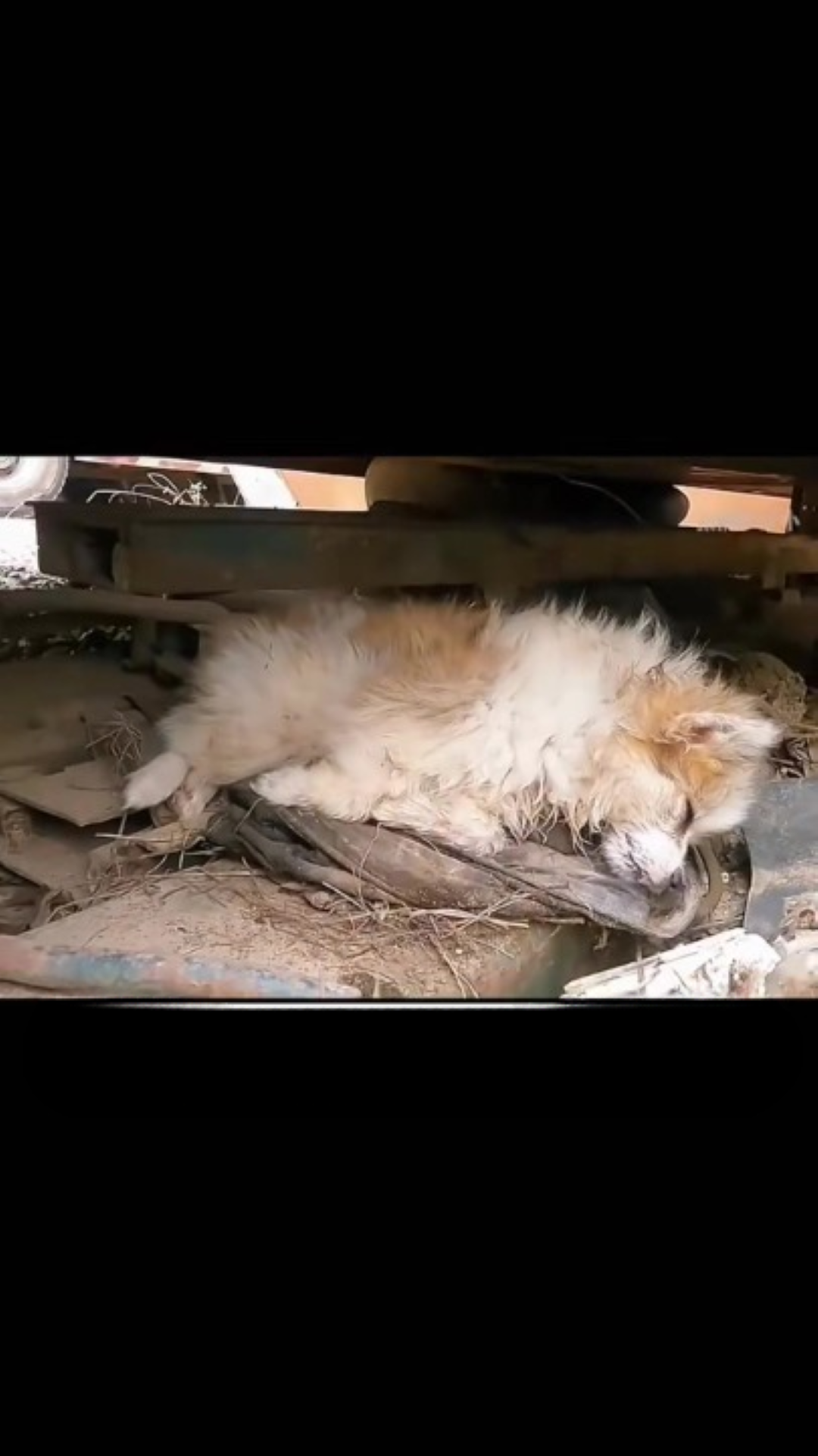 T0202016,This dog rescue revealed heroes among strangers 💔 #dogrescue #animalhero
