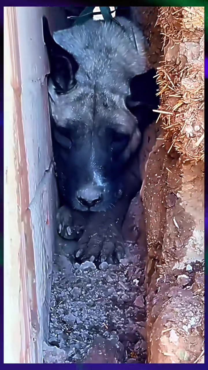 T0202017,Real heroes appeared when this dog had given up 💔 #dogrescue #animalrescue
