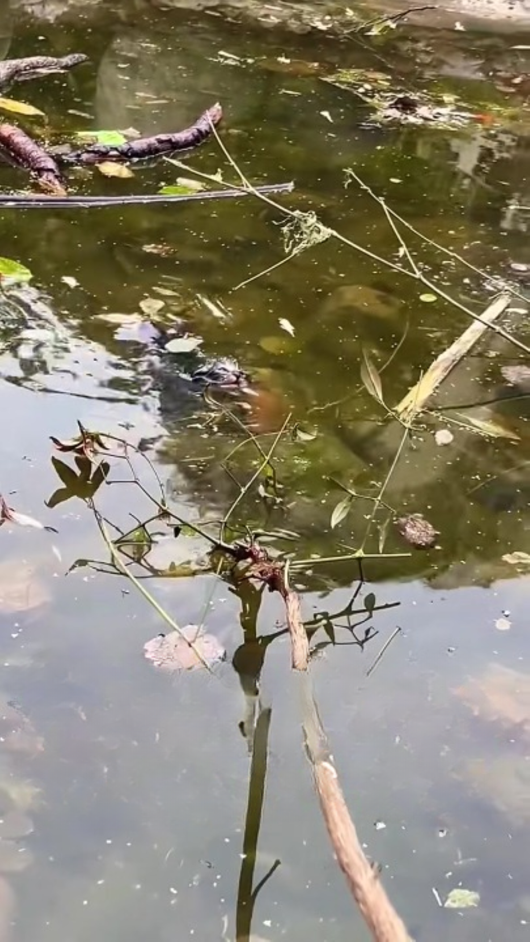 T0202018,A tiny kitten rescued before fear became fate 💔 #kittenrescue #animalhope
