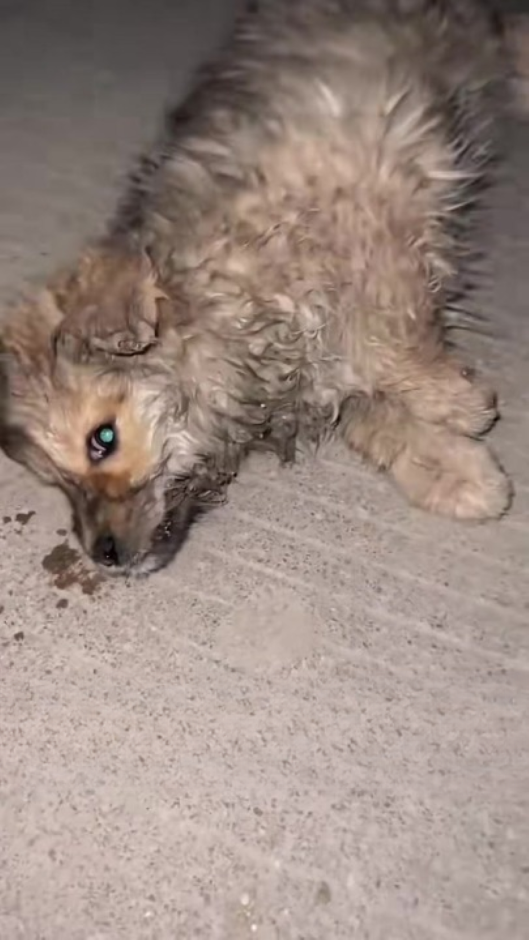 T0202019,This puppy survived because someone believed 💔 #puppyrescue #secondchance
