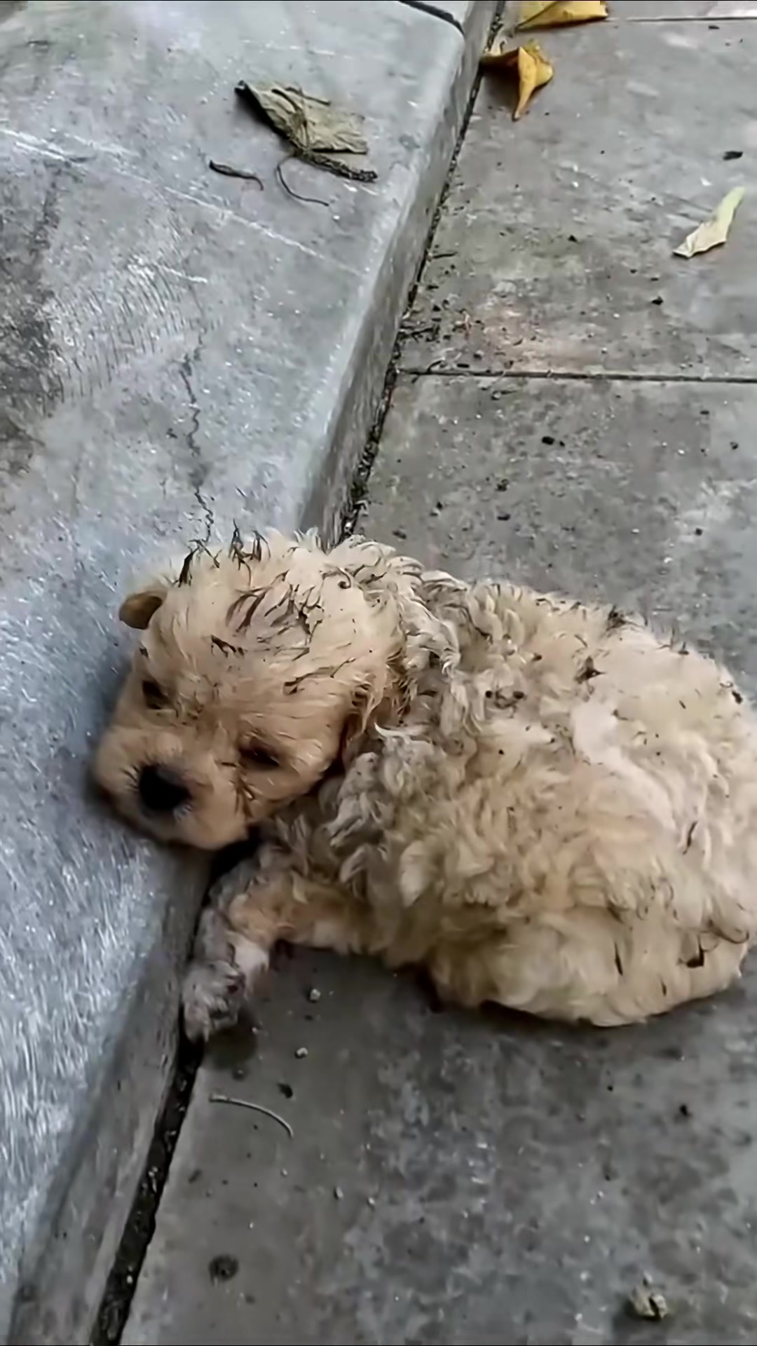 T0202020,Rescue came just as this puppy strength faded 💔 #puppyrescue #animalstory
