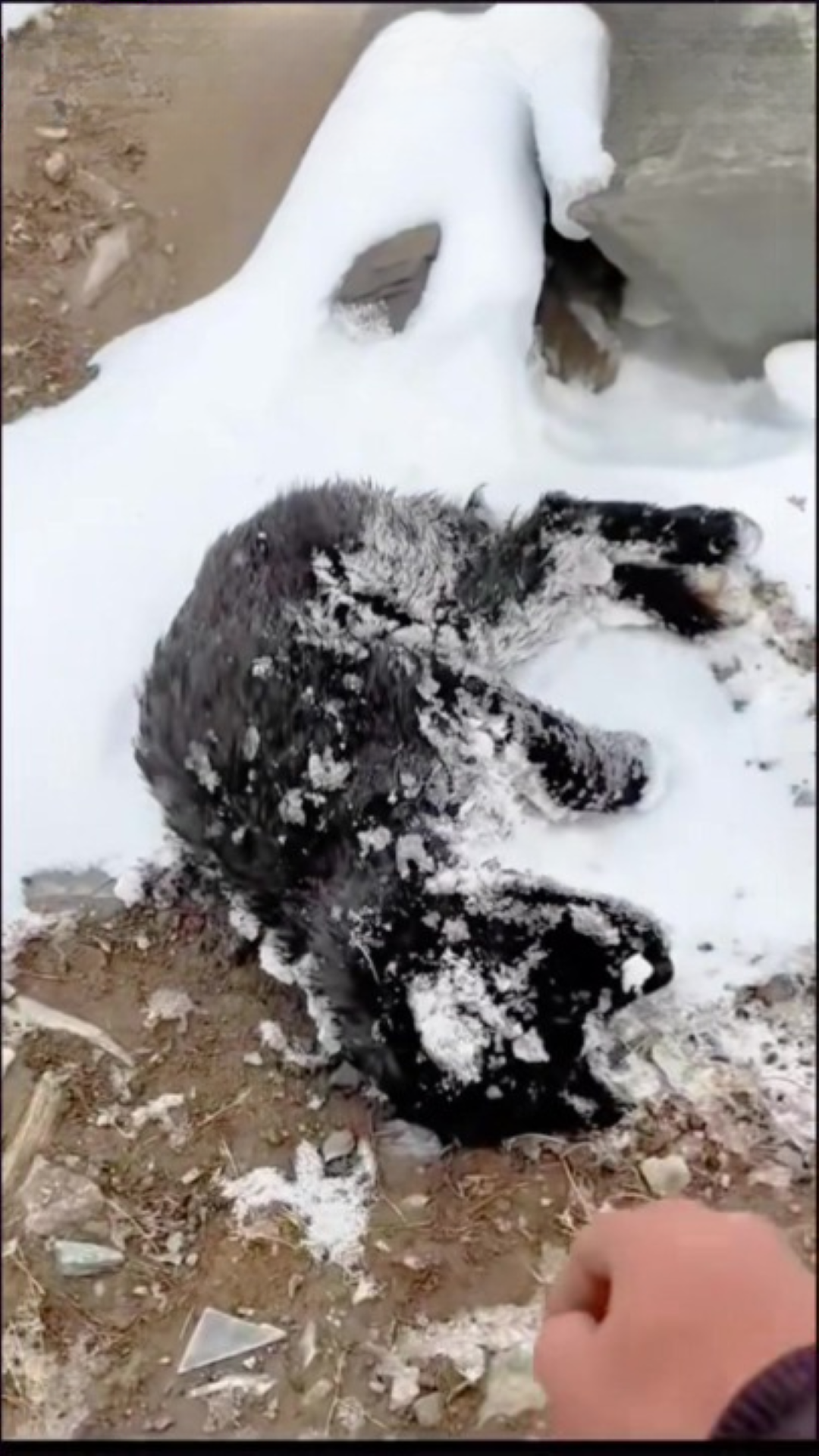 T0202021,What looked like a puppy turned into something unexpected 💔 #animalrescue #surprise
