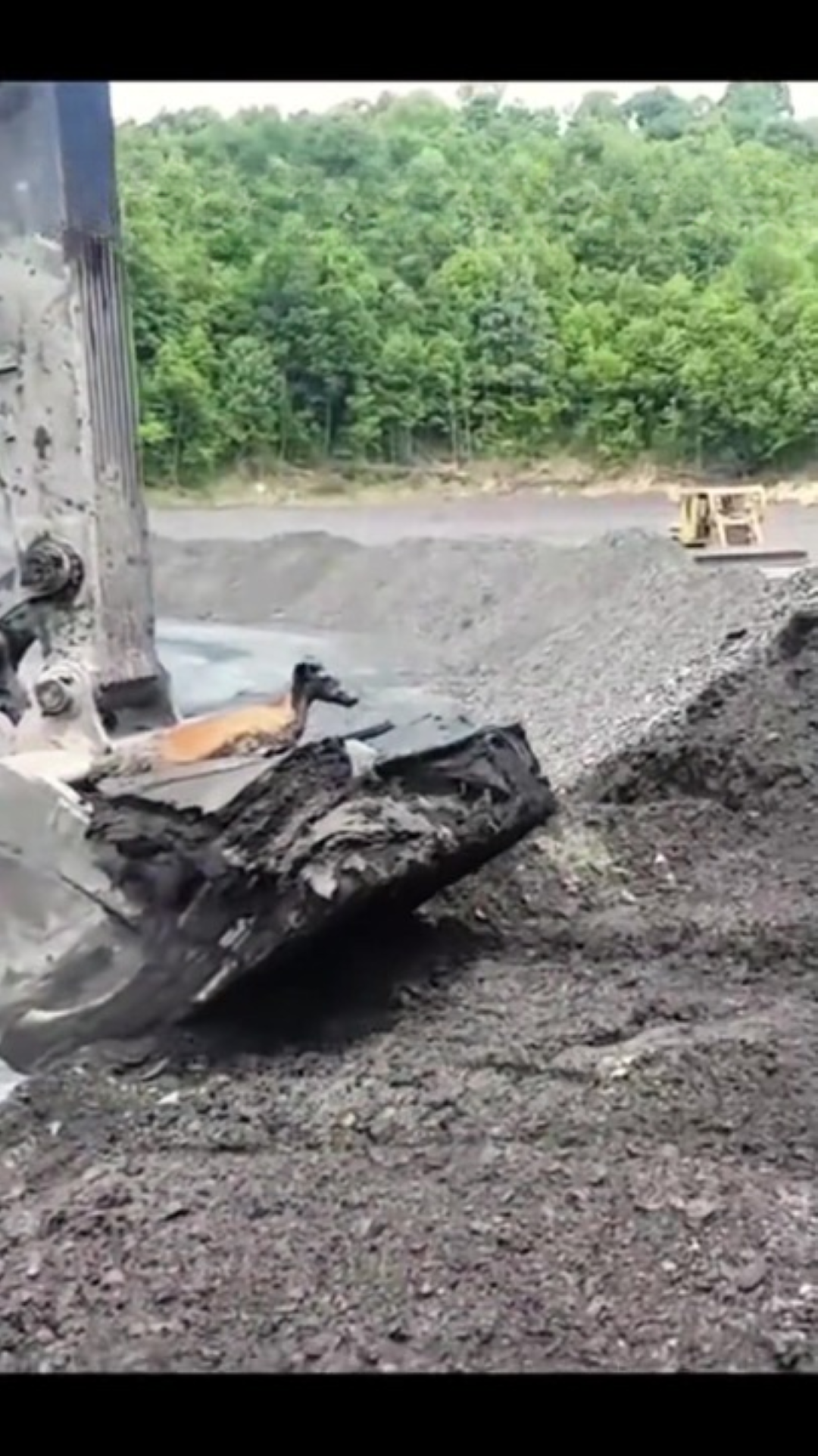 T0202023,Trapped in a swamp this deer life depended on compassion 💔 #wildliferescue #animalstory
