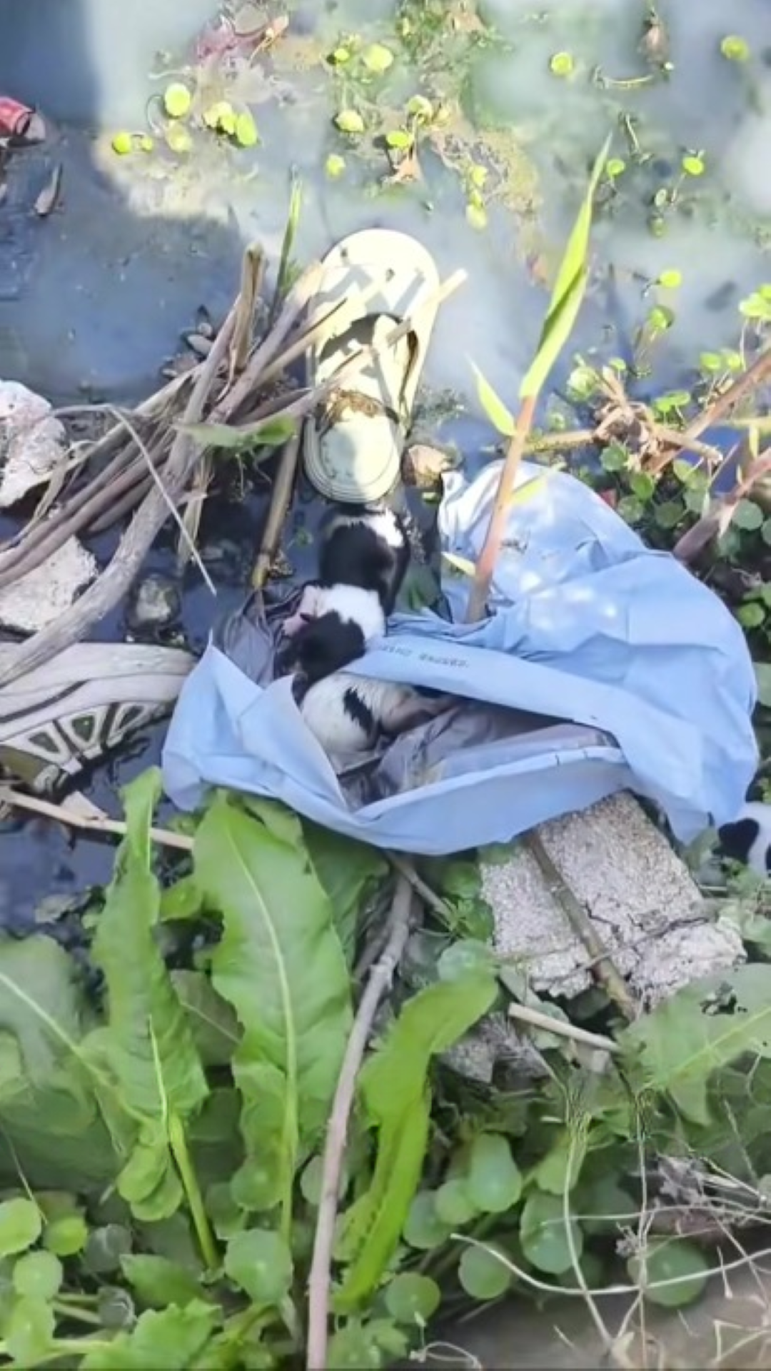 T0202024,Respect begins with choosing not to look away 💔 #animalrescue #kindness
