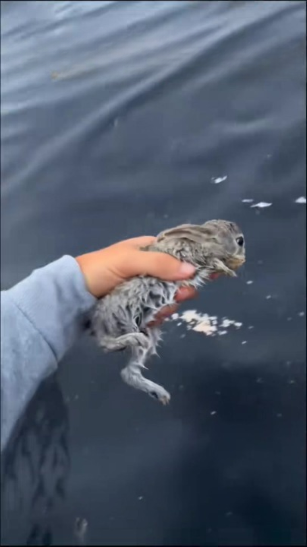 T0202025,Pulled from drowning this baby bunny gained a home 💔 #wildliferescue #secondchance
