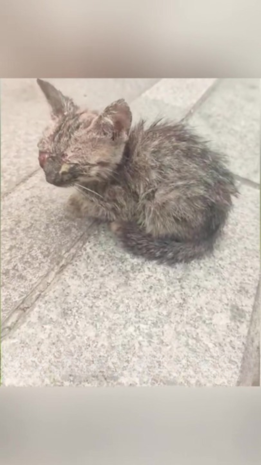 T0202026,Blind and trembling this kitten relied on faint hope 💔 #kittenrescue #animalcare
