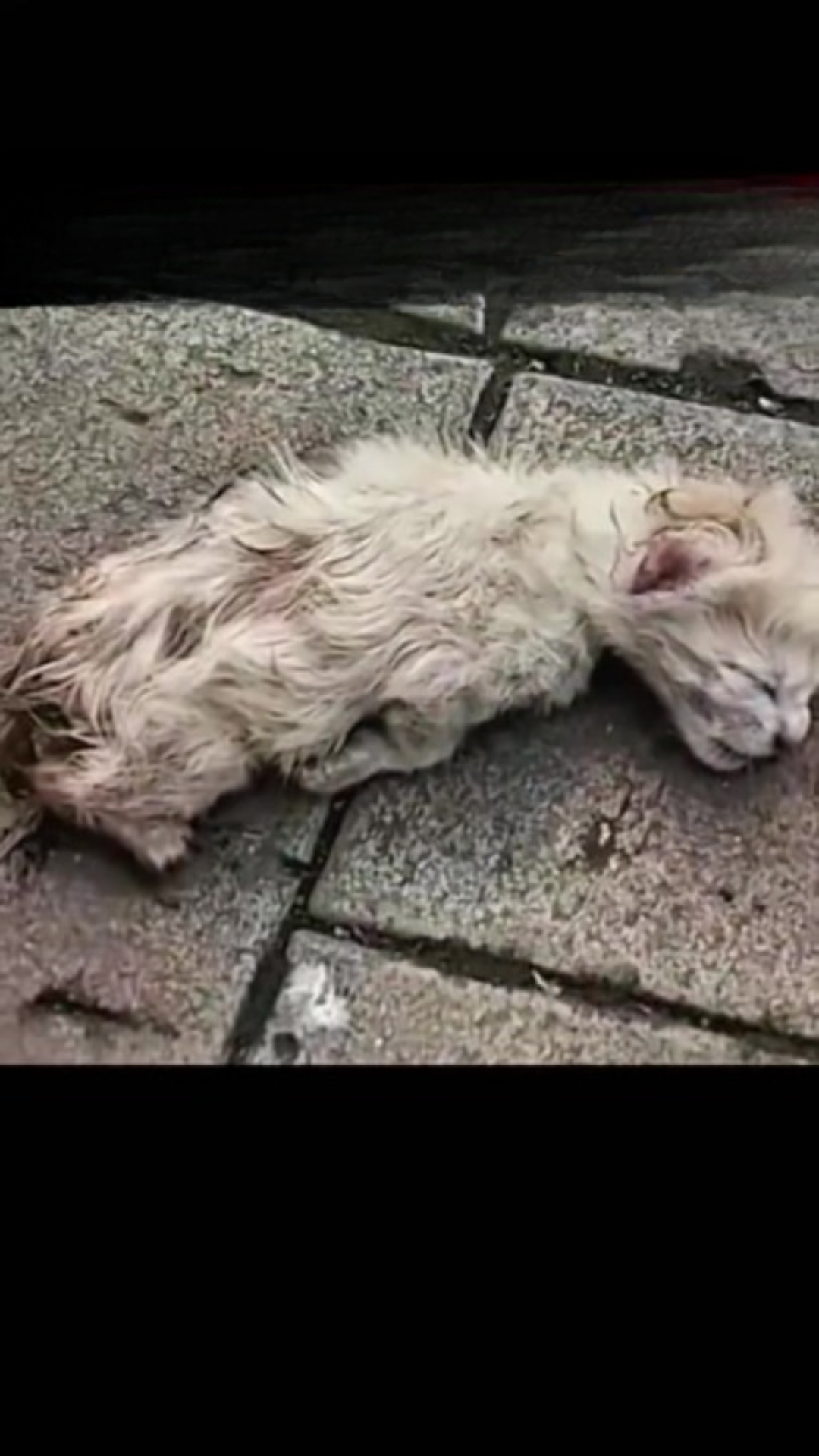 T0202027,This cute kitten story began with fear not joy 💔 #kittenrescue #animalstory
