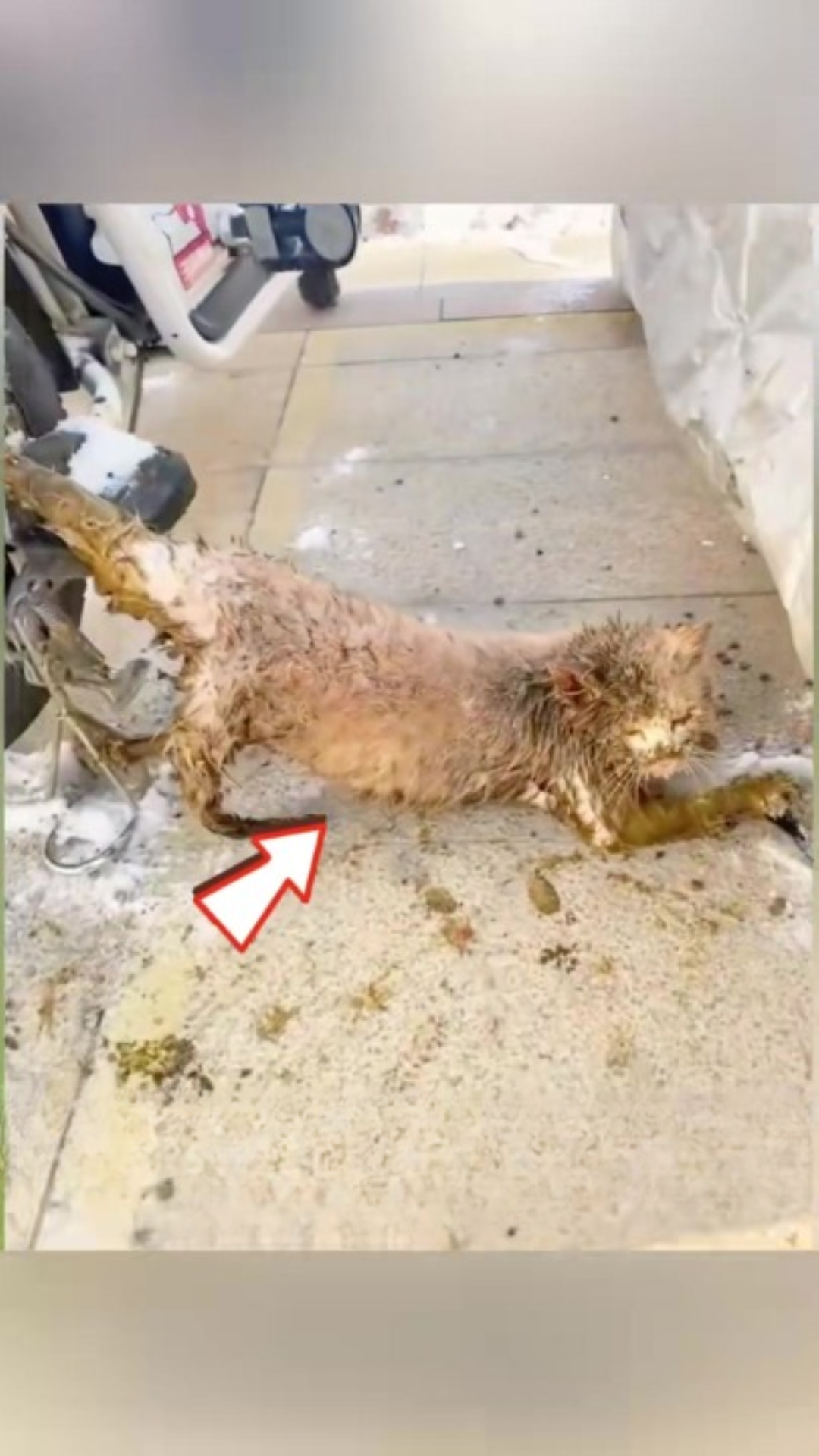 T0202028,Stuck in a bike wheel smeared in filth she could not escape 💔 #catrescue #animalabuse
