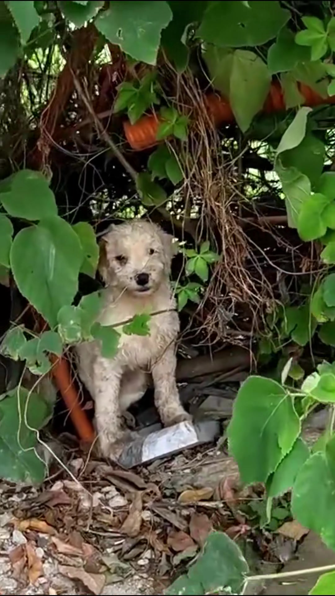 T0202029,Abandoned once this dog was finally chosen 💔 #adoptdontshop #dogrescue
