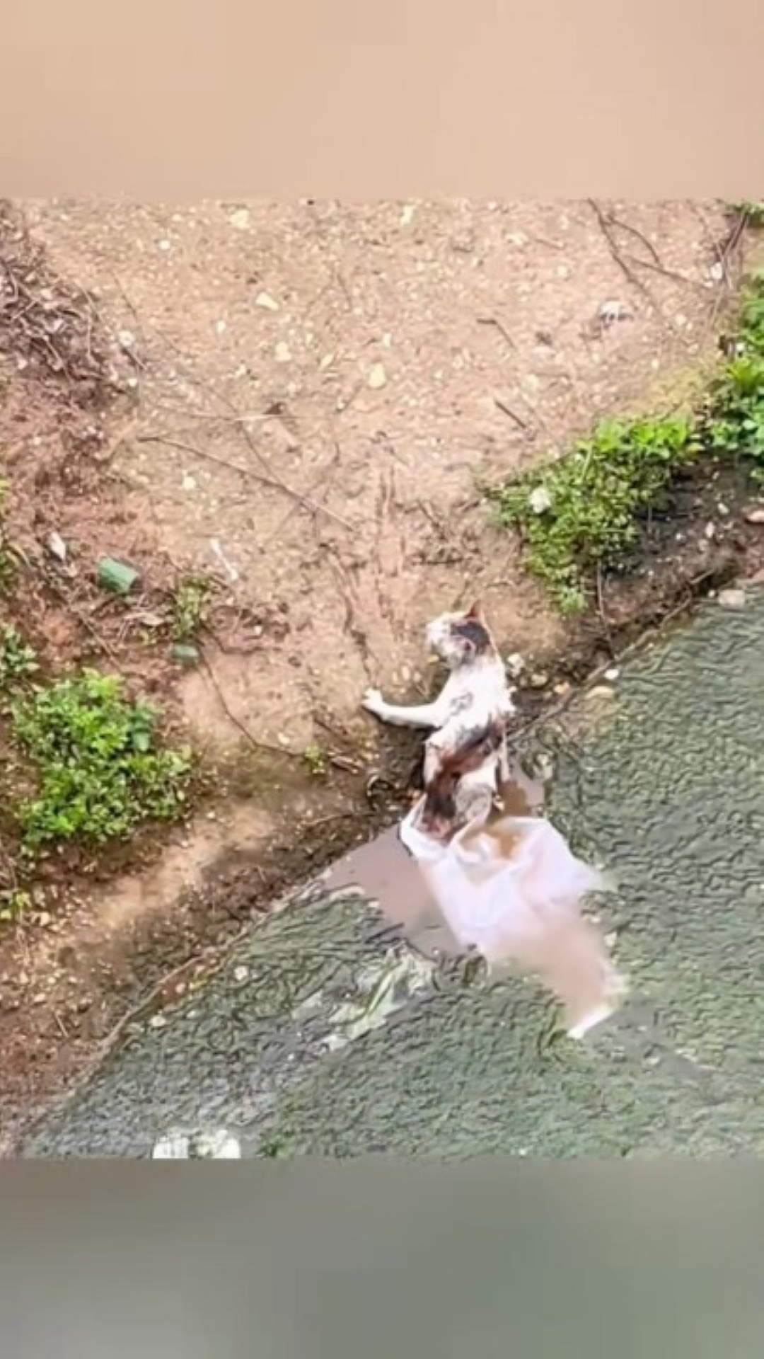 T0202030,Thrown into the river this cat fought for one last breath 💔 #catrescue #animalabandonment