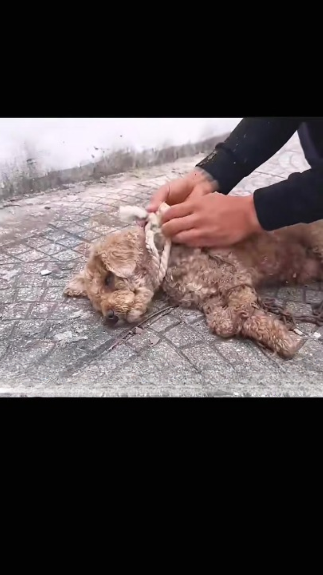 T0202031,Every rescued animal once hoped for a human to stop 💔 #animalrescue #compassion
