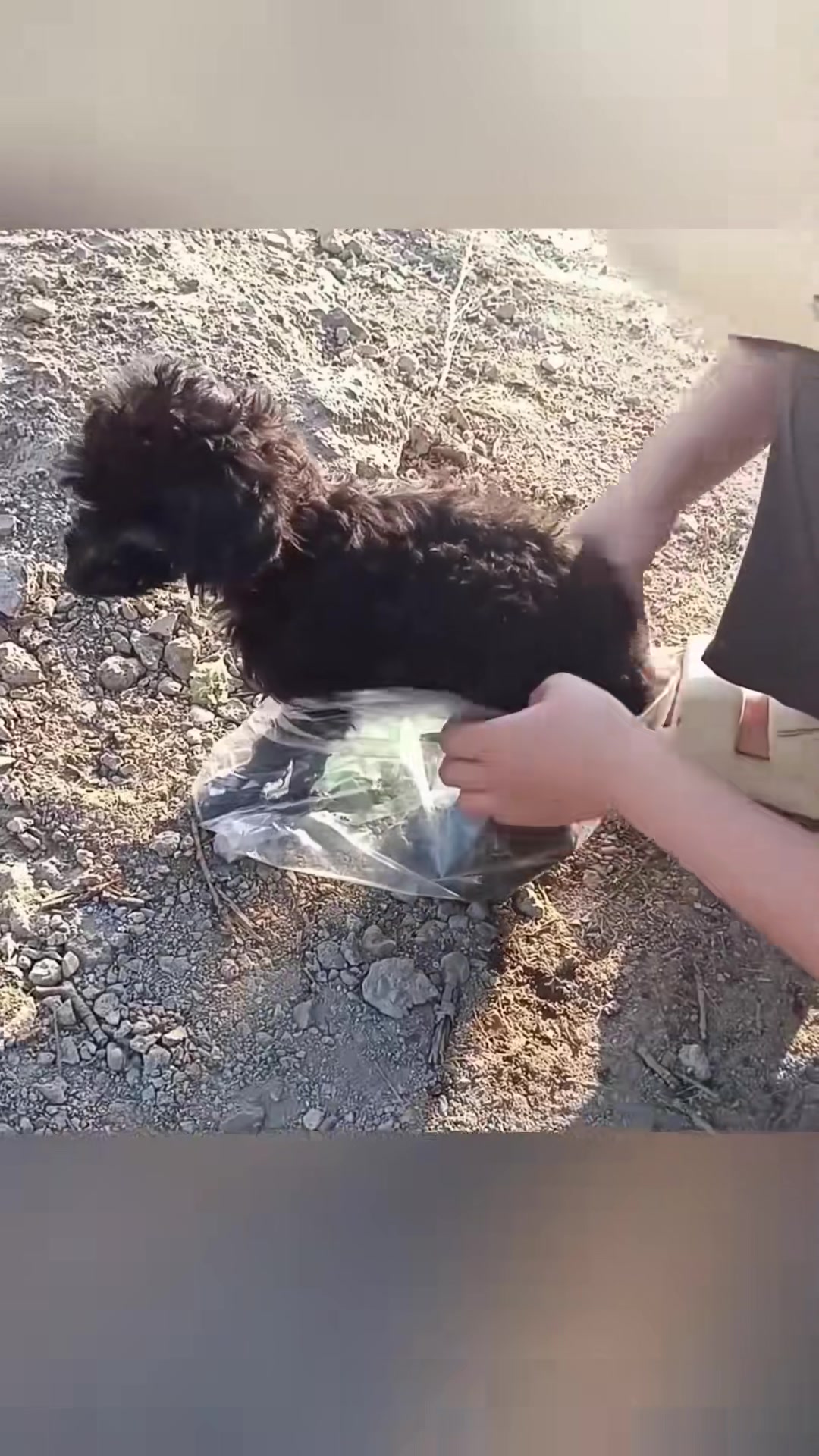 T0202033,Her body covered in wounds she sat under the sun waiting 💔 #animalabuse #rescue
