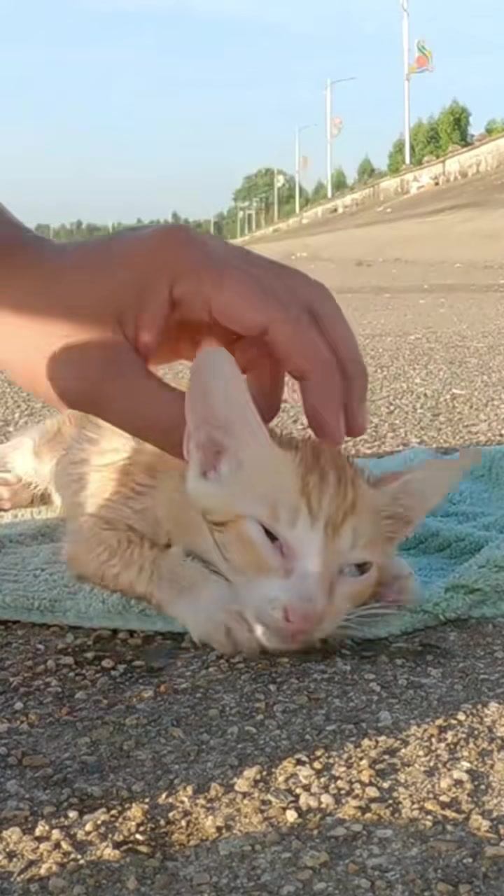 T0202034,A brave dog risked everything to save a kitten 💔 #doghero #animalstory
