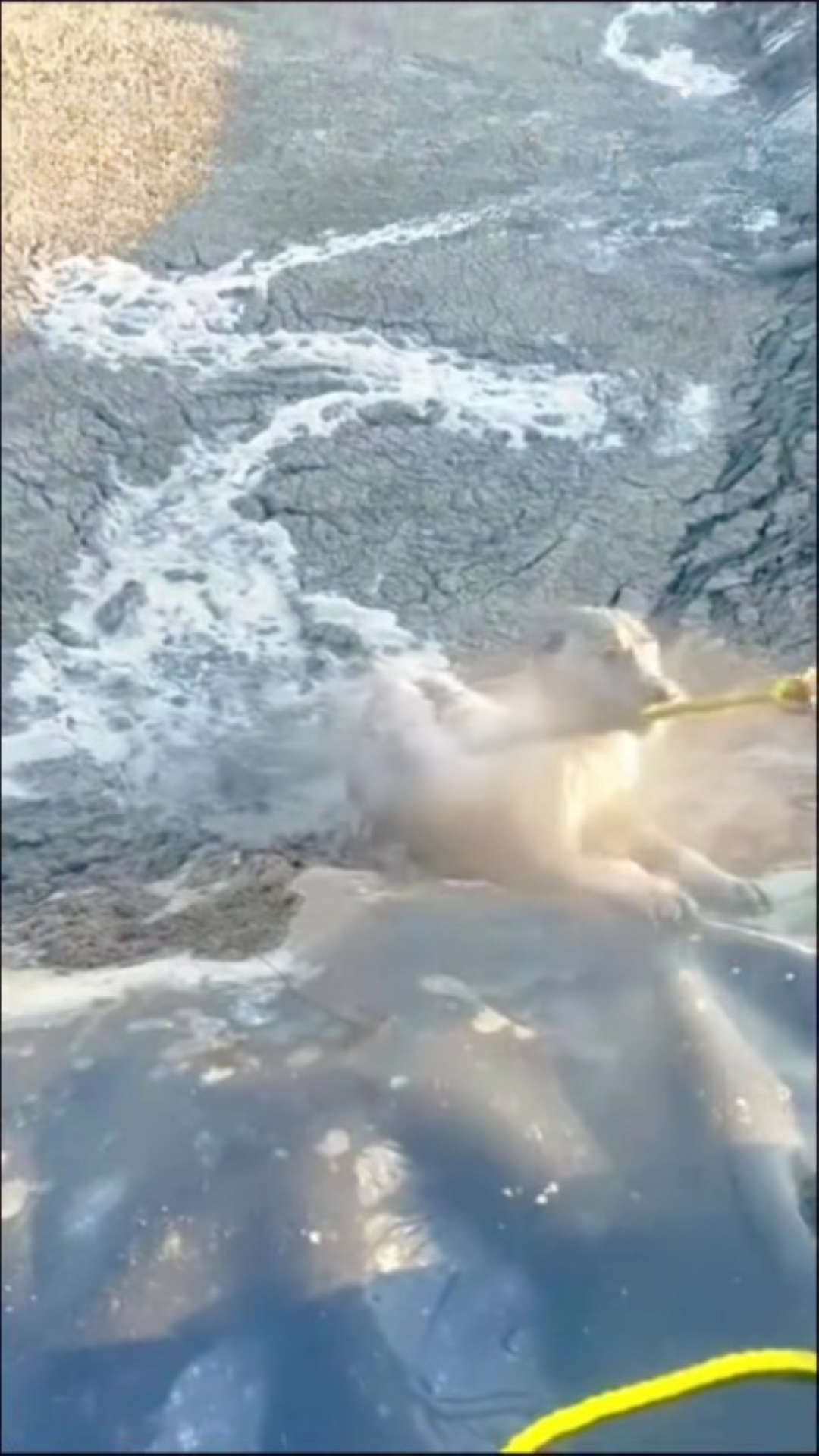 T0202035,From sewage nightmare to a life of warmth 💔 #dogrescue #secondchance
