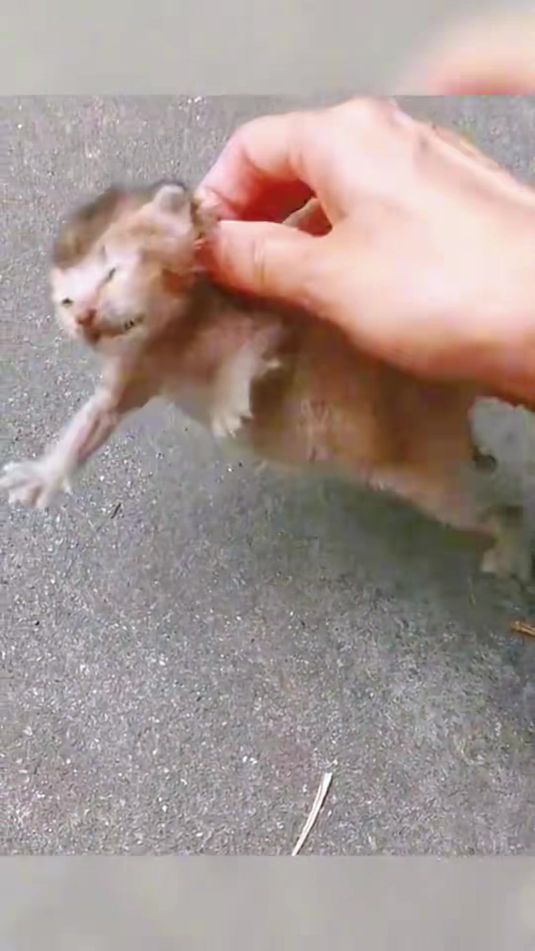 T0202036,This orphaned kitten survived because of one kind soul 💔 #kittenrescue #animalhope
