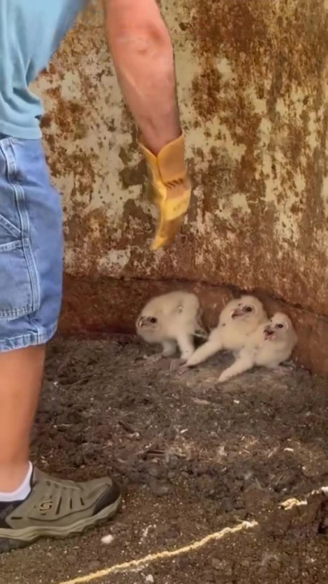 T0202037,Abandoned baby owls found safety at last 💔 #birdrescue #animalcare
