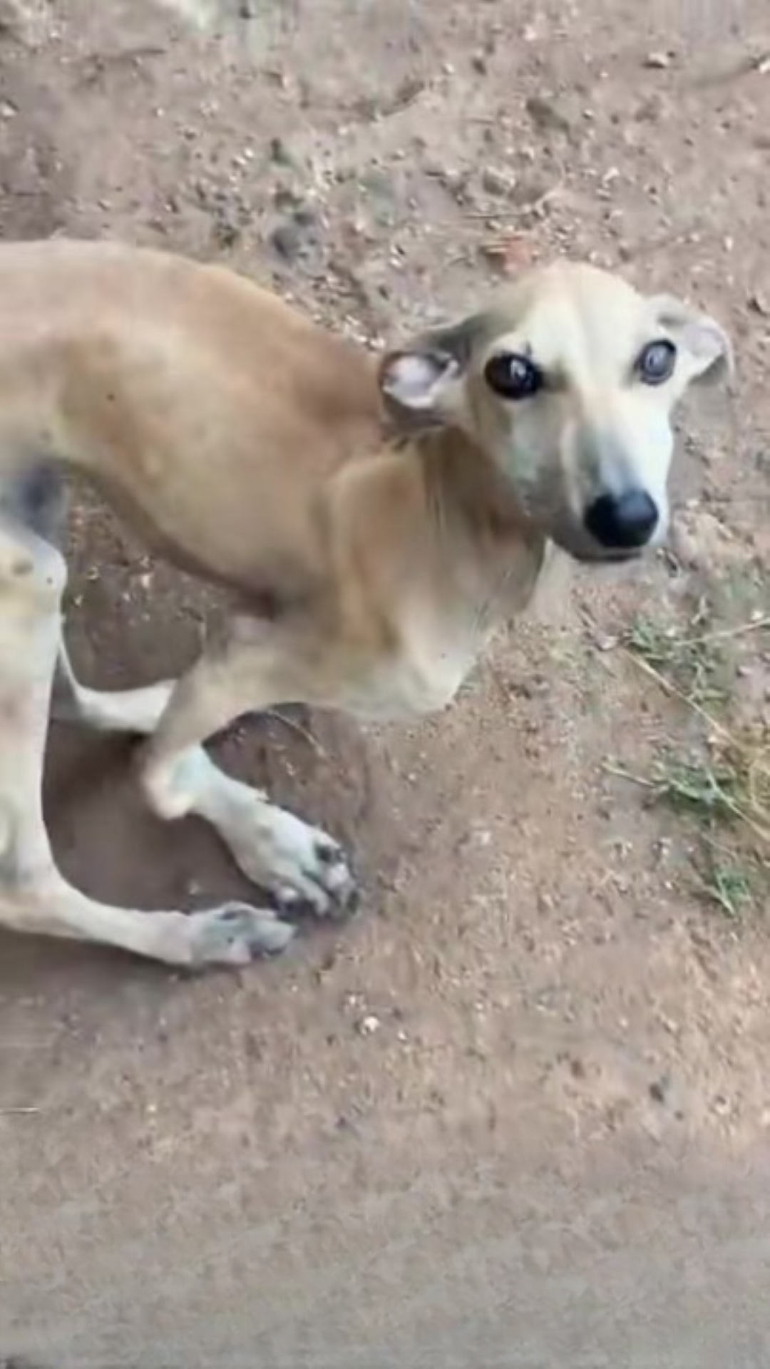 T0202038,Against all odds this stray dog learned to walk again 💔 #dogrescue #miracle
