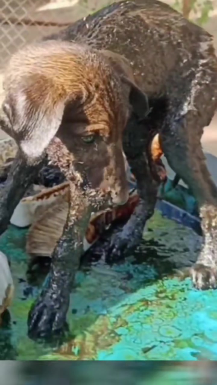 T0202039,Covered in tar this puppy should not have survived 💔 #animalabuse #dogrescue
