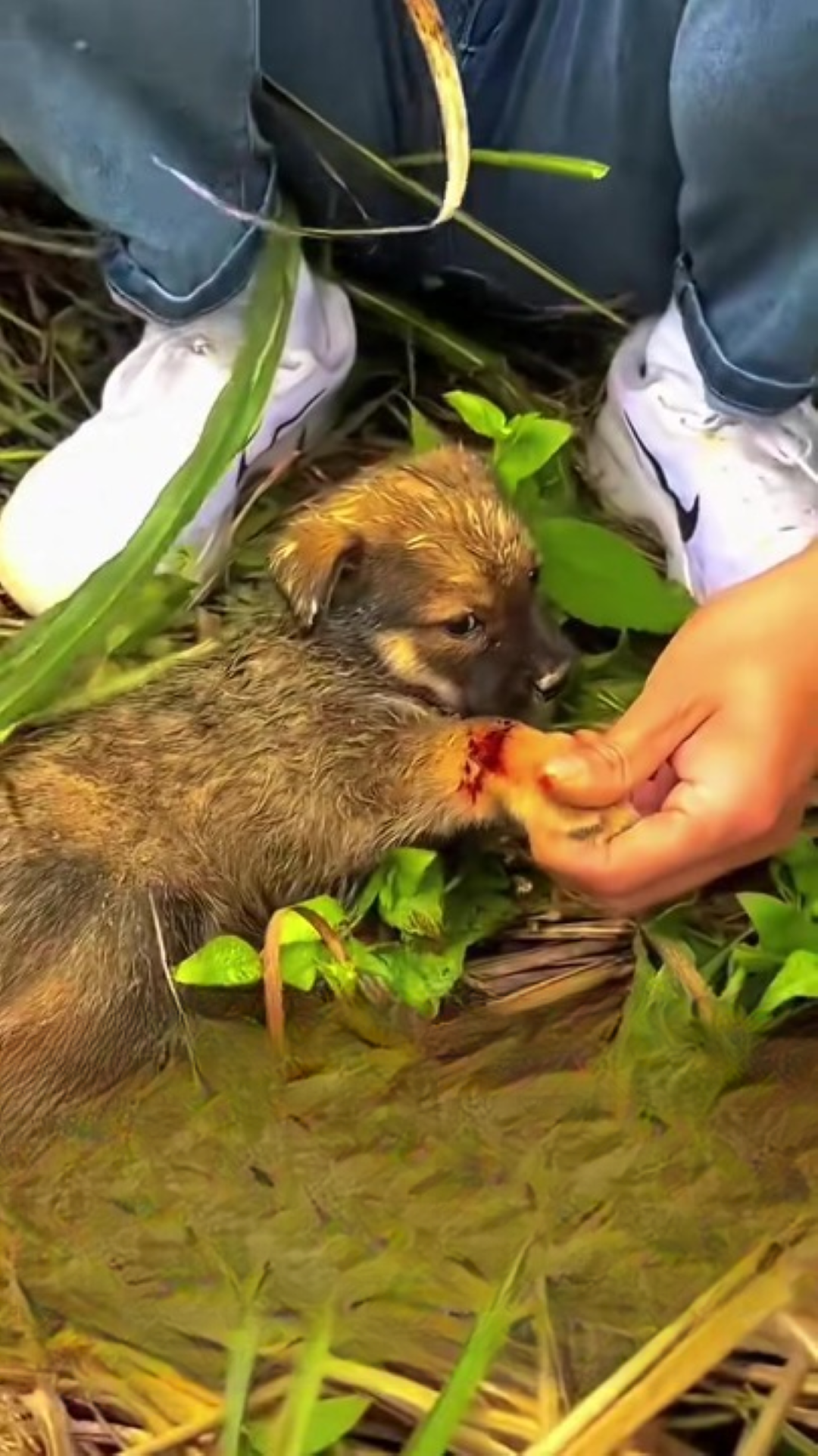 T0202040,Every rescue leaves pawprints of hope 💔 #adoptdontshop #animalrescue
