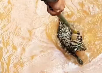 T1602020,Rescuing a drowning bobcat changed more than one life 😢 #wildliferescue #animalstory