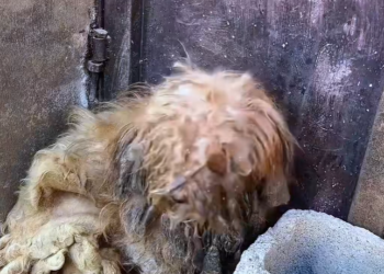 T1001010 Trapped between fear and hope, fighting to survive.