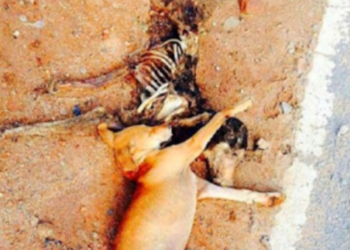 He Stayed: A Puppy Who Didn’t Understand Death