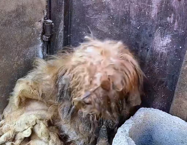 T1001010 Trapped between fear and hope, fighting to survive.