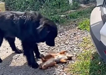 T1602050_This family saved dying squirrel from dog mouth and then rescue…