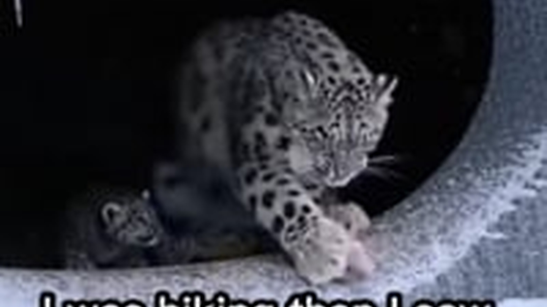 T2003002_Mother leopard abandoned her cub #rescueanimals #animalrescue #anima...