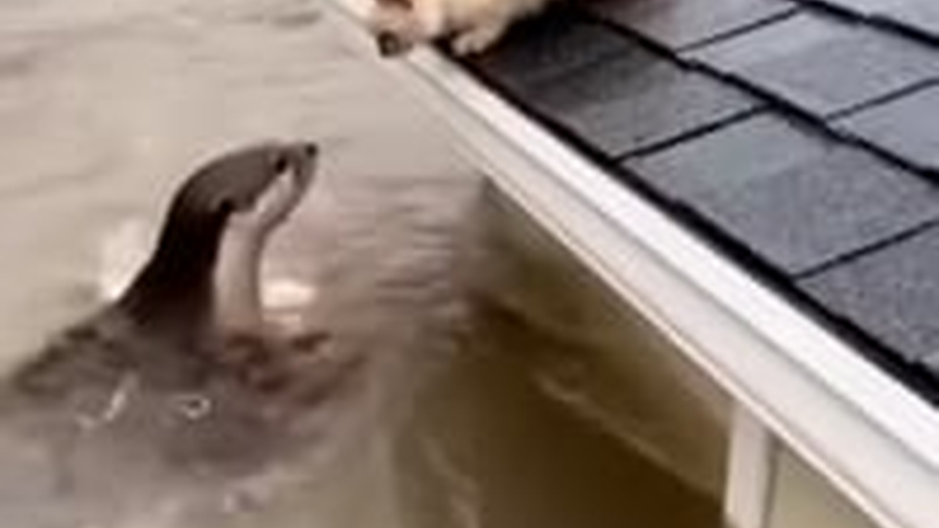 T2503004_Otter saves cat flood