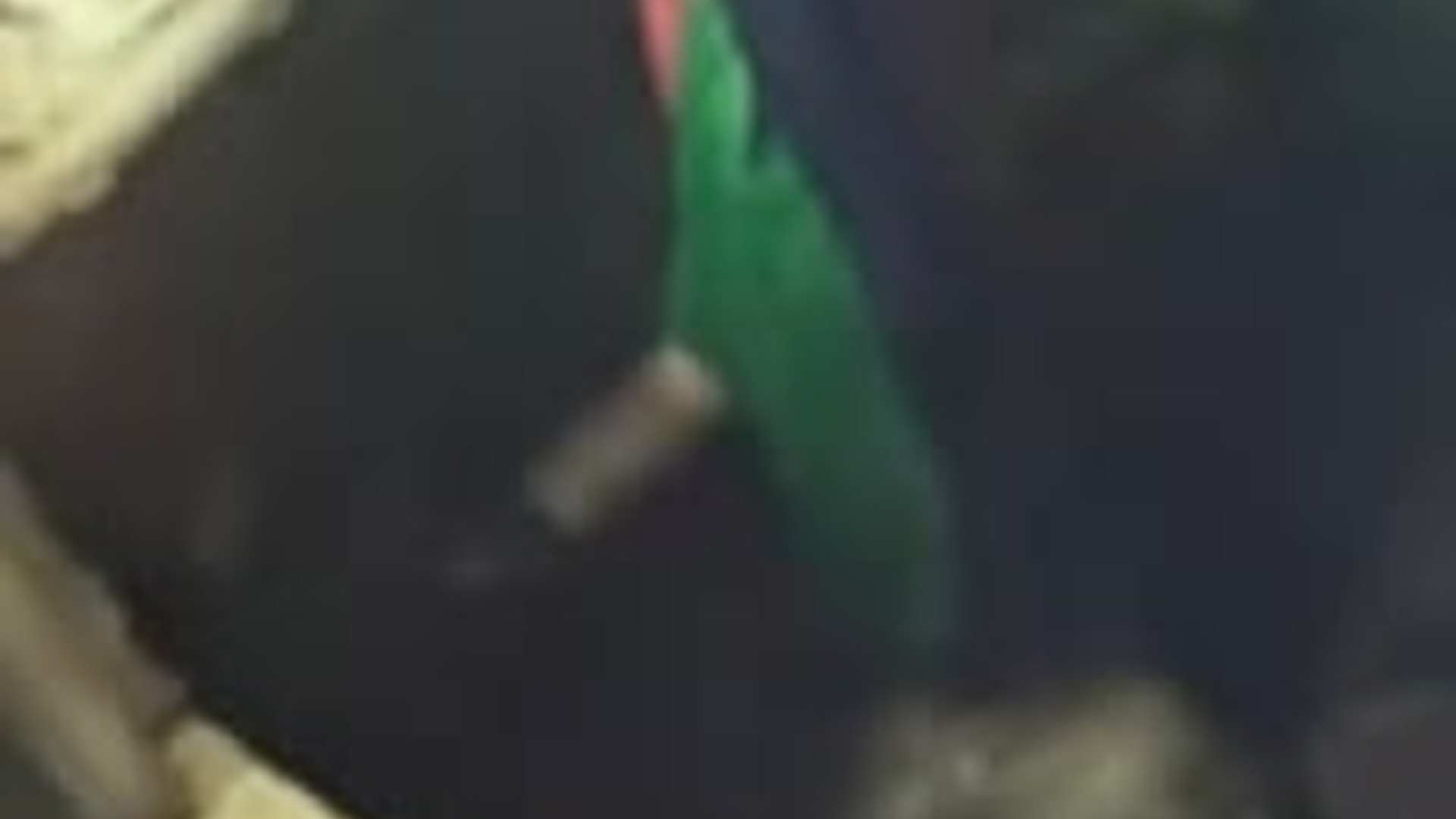 T2503008_hungry otter came to my house to beg food #animal #rescueani...