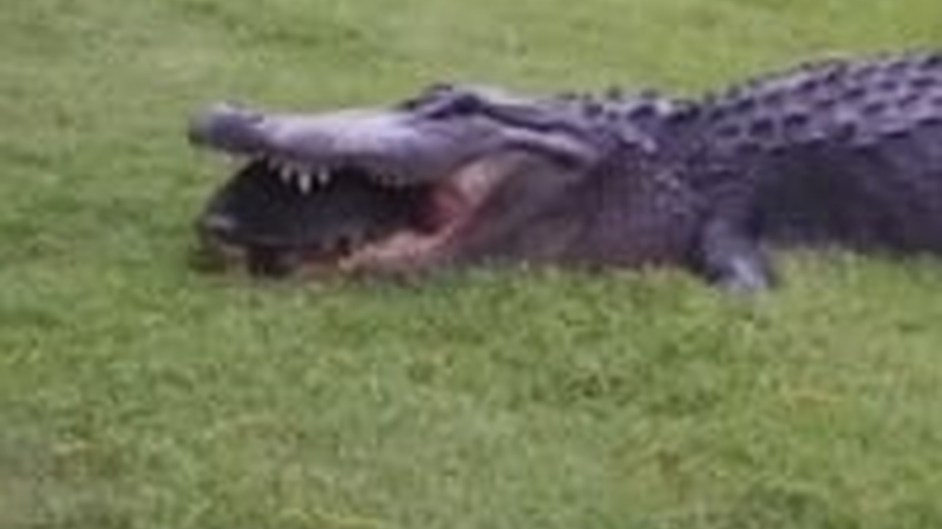 T2503009_shows crocodile nearly catching turtle, but turtle