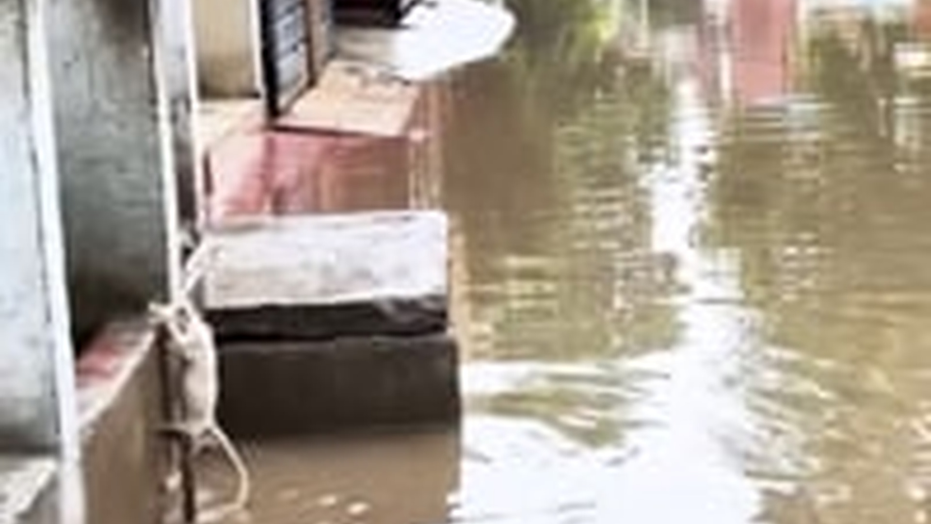 T2503015_Rescue kitten #rescue #rescueanimals #rescueca...