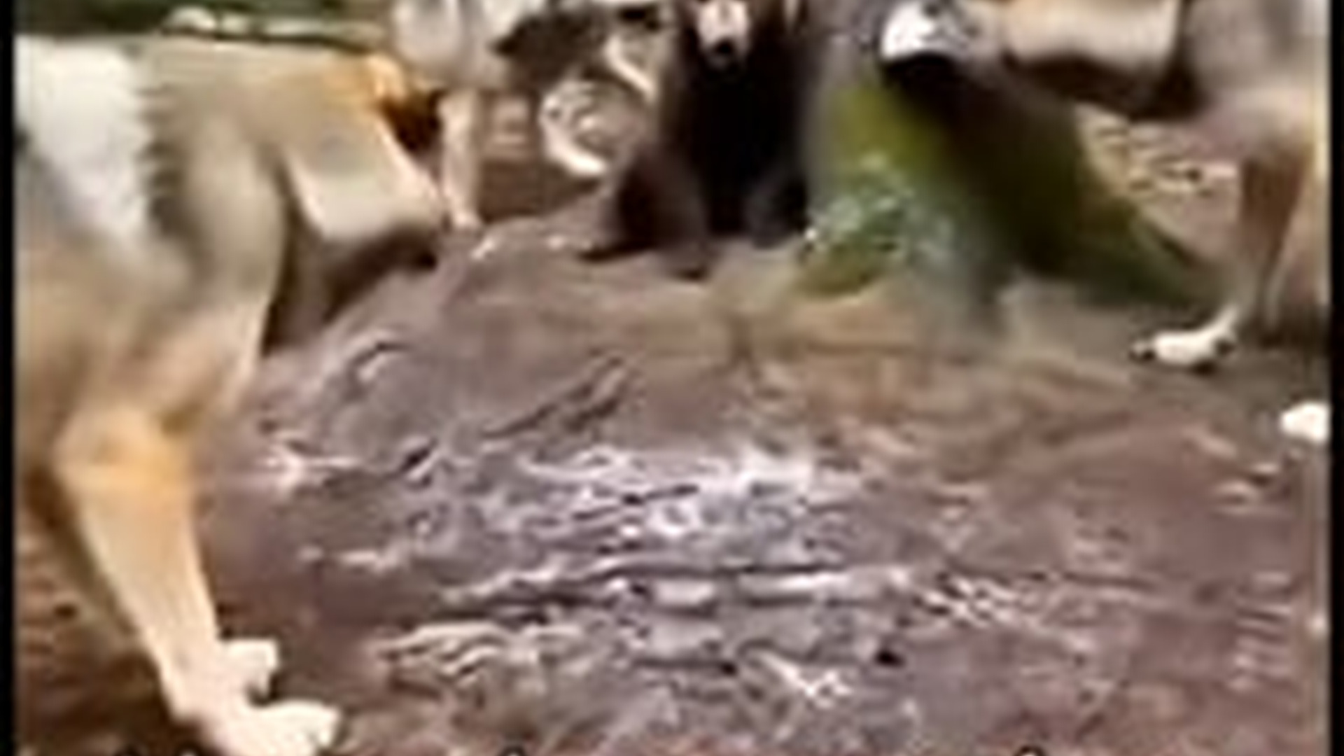 T2503017_While bear cub was about to be mauled by pack of hungry wolves, t...