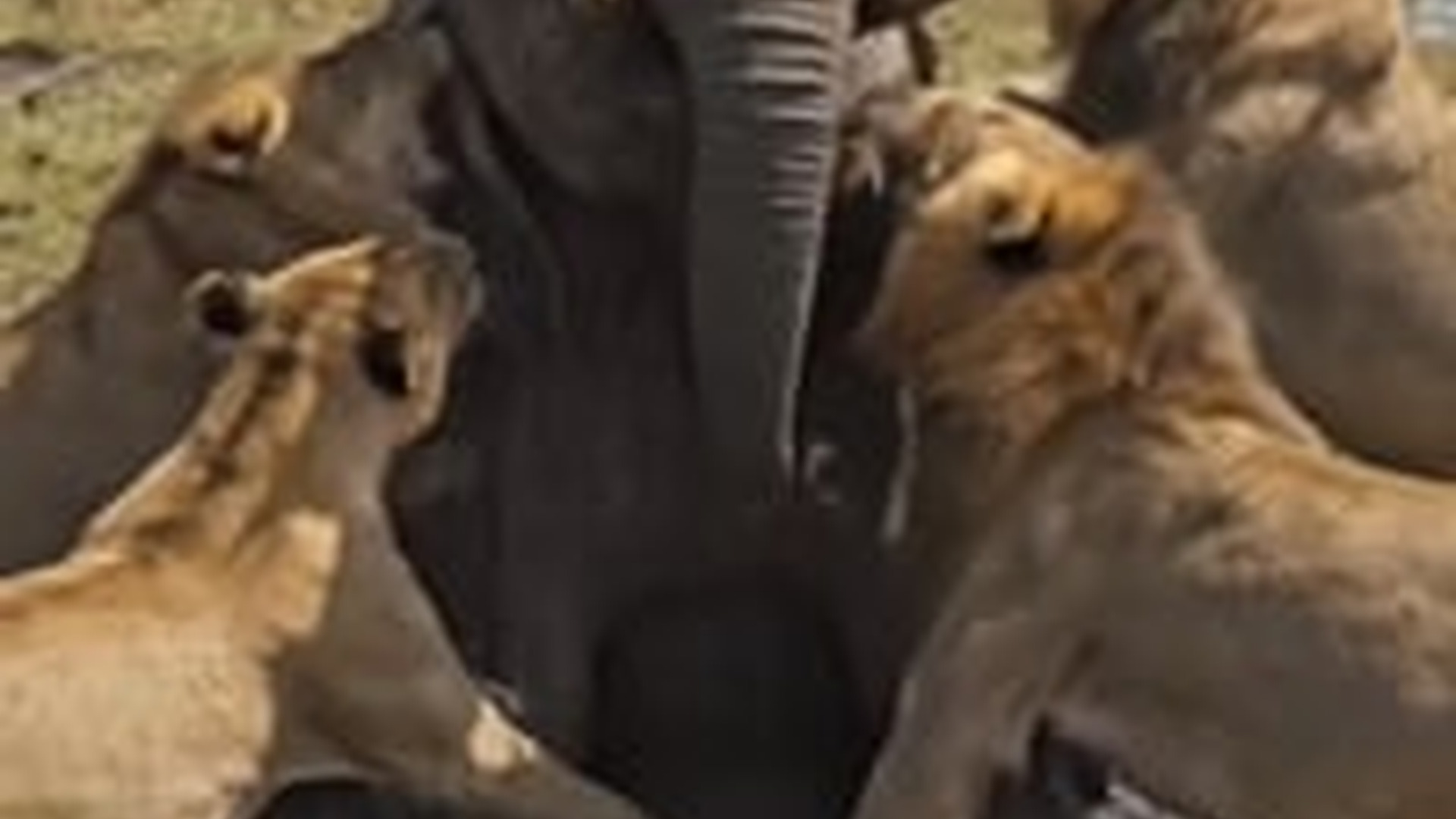 T2903013_Brave Dog Rescue Poor Elephant #reels #viral #trending #animallover #animals #elephant Alpha club